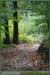 20050925_foretsidf_032