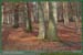 Forêts franciliennes