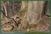20060417_foretsidf_055