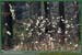 20060417_foretsidf_056