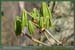 20060417_foretsidf_057