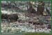 20060417_foretsidf_058
