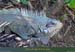 20010306_lessaintes_tdh_fortnapoleon_iguane_03