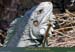 20010306_lessaintes_tdh_fortnapoleon_iguane_16