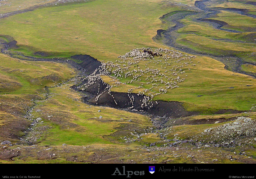 20030806_bonette_col_troupeau_1