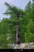 20030806_bonette_sud_vallondesestrieres_bois