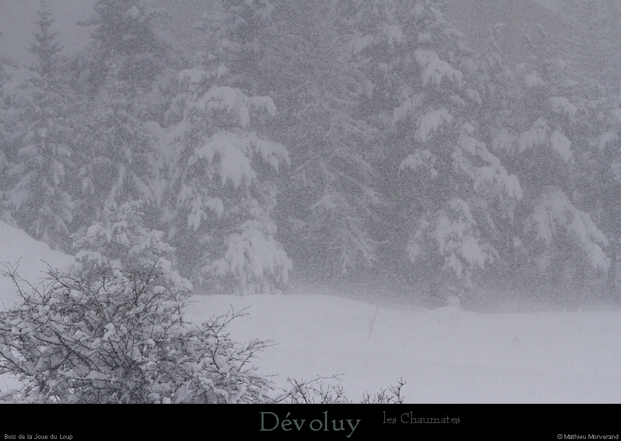 20140130_agnieresboisdelajoueduloup