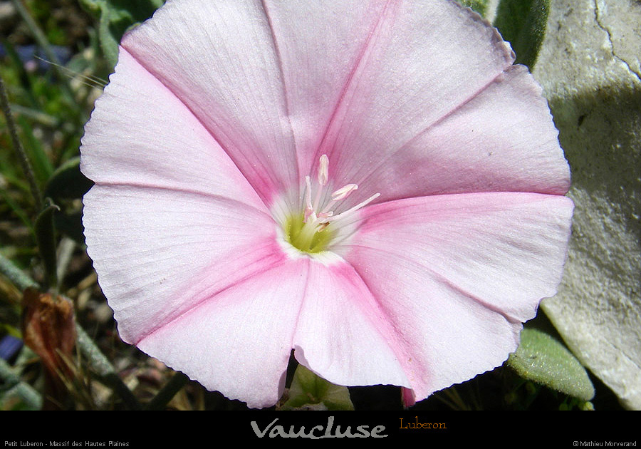 20080619_044