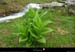 20040611_cormetderoselend_plante
