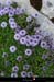 20040611_randorocherduvent_7_fleurs