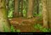 20020708_coldelacharmette_foret