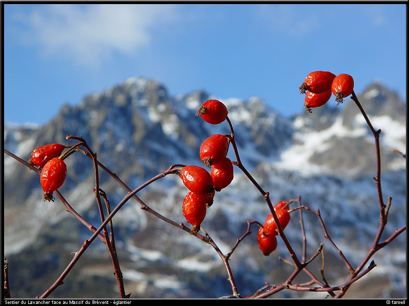 20041216_lavancher_20